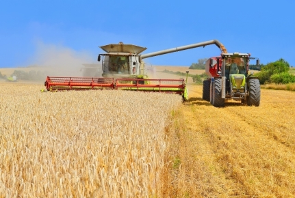 Валовий збір пшениці в Україні у 2019 році складе 28,8 млн т – Agritel –  LANDLORD